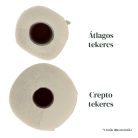 Crepto WC papír 90 tekercs